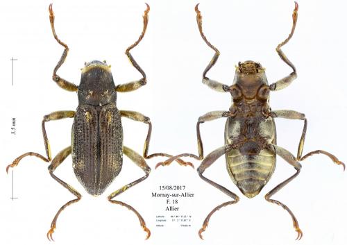 Macronychus quadrituberculatus